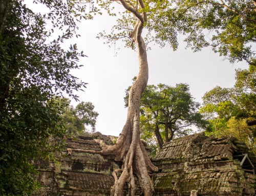 tree on a temple… crazy